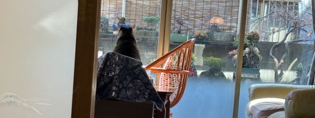 もちょさんの壁紙画像