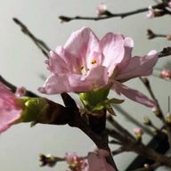 愛羽🫶🩷さんのアイコン画像