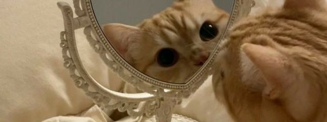 🐥떡💜： 🐢🐢さんの壁紙画像