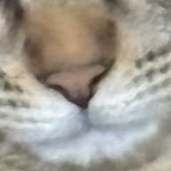 はちみつれもん。さんのアイコン画像