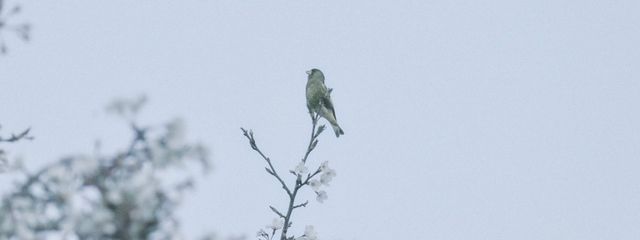 茶々さんの壁紙画像