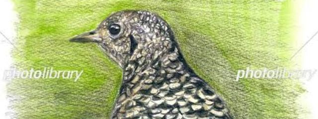 ぬえさんの壁紙画像