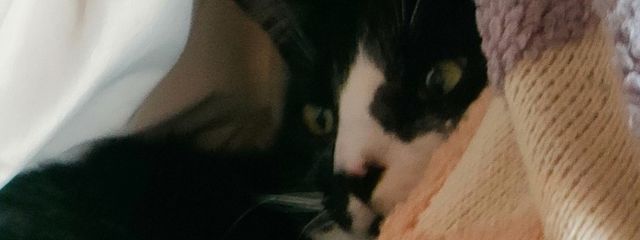 如月　琴葉　@読み専さんの壁紙画像