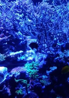 俺は、君を喰べに来たんだ 。