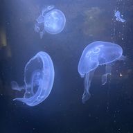 ひなさんのアイコン画像