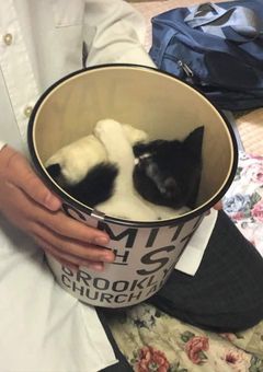 雪猫の部屋