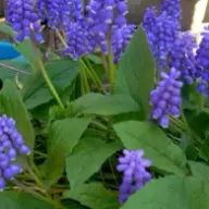 いちごみるくさんのアイコン画像