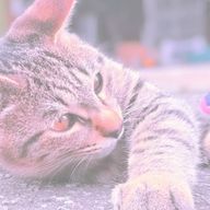 初々 ♯疲れてますさんのアイコン画像