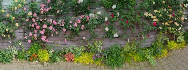 Chick🐥さんの壁紙画像