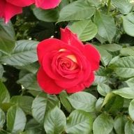 Chick🐥さんのアイコン画像