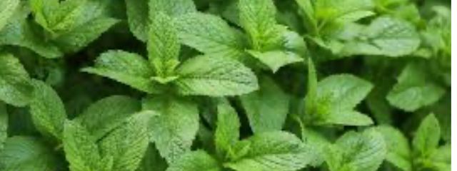 《ミントガム風に》さんの壁紙画像