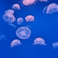 蟻さんのアイコン画像