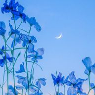 いぬ好きさんのアイコン画像