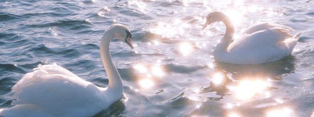 　　　　˖ ࣪⊹さんの壁紙画像
