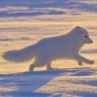 めるぴょこさんのアイコン画像