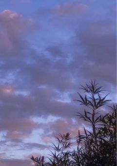 ✦　恋リア   ɪɴ  夏休み　.