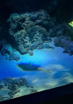 幽遠、観魚室の見せた夢。