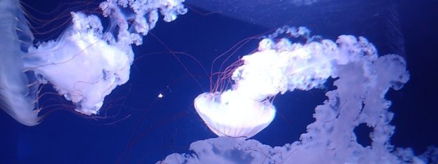 海月姫－kuragehime－      てーふさんの壁紙画像
