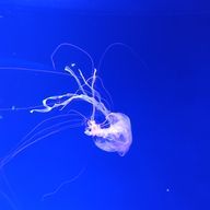 海月姫-kuragehime- てーふさんのアイコン画像