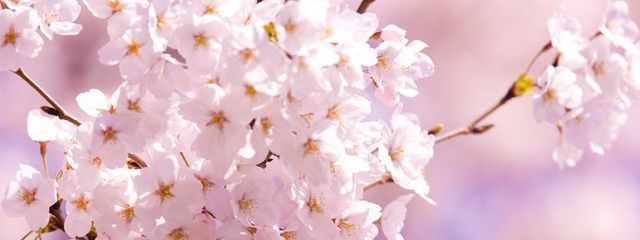 夜桜さゆみ　サブ垢さんの壁紙画像