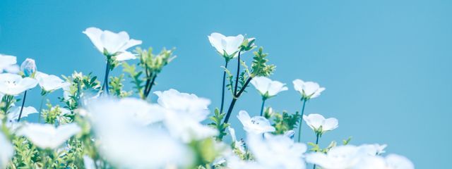 　小薪 はなさんの壁紙画像