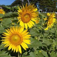 ysderさんのアイコン画像