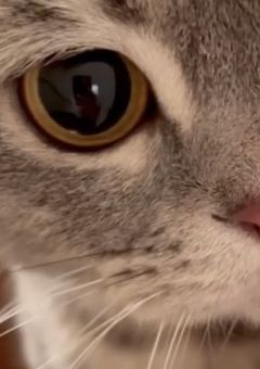 超 ツ ン ツ ン 王 子 は 実 は 猫 の 下 僕 で し た 。