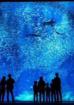 アクアリウムは沈まない