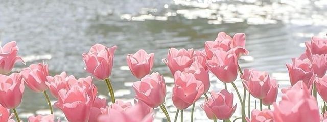 ねこみ🐈‍⬛🩷さんの壁紙画像