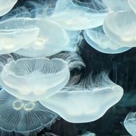 東雲あーる@黒歴史量産機さんのアイコン画像