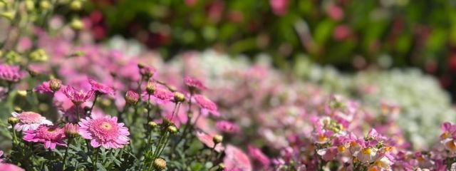 りんごあめさんの壁紙画像