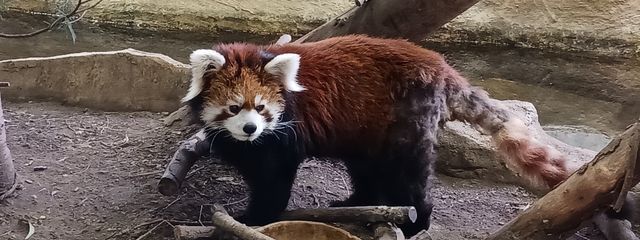 華さんの壁紙画像