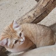 華さんのアイコン画像