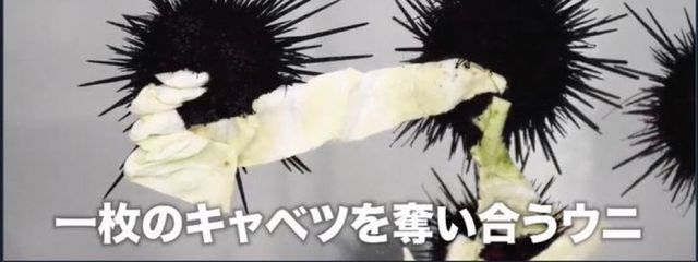  味わい食パンさんの壁紙画像