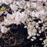 夜 桜 サンさんのアイコン画像