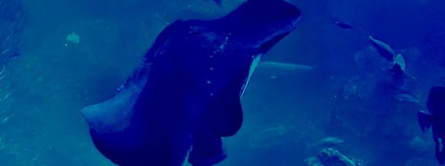 くか_kukaさんの壁紙画像