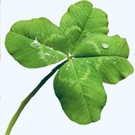 キノコ部屋の主@金欠で死ぬさんのアイコン画像