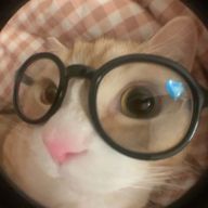 nyan 🐾さんのアイコン画像