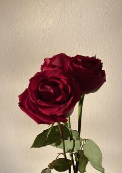 今日好きになりました。