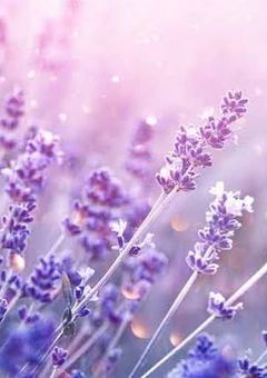 Hiraethlavender