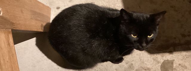 やみにゃさんの壁紙画像