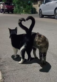 ▫寝子 と 고양이▫