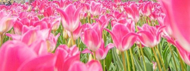 Yumarinさんの壁紙画像