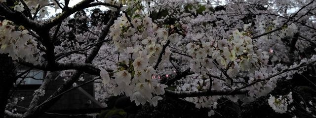 カルさんの壁紙画像