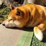 カルさんのアイコン画像