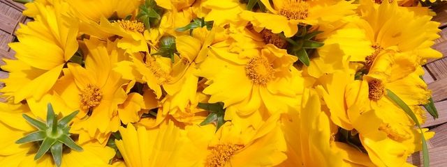 アーシャ⚙🦁🦊@ころしてさんの壁紙画像