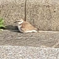 Sさん(現在低浮上)さんのアイコン画像