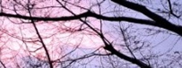 むしりんごさんの壁紙画像