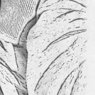 まゆさんのアイコン画像