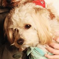 ℍ𝔸ℝ𝕌さんのアイコン画像